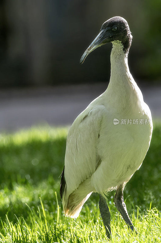 白色朱鹭(Threskiornis moluccus)